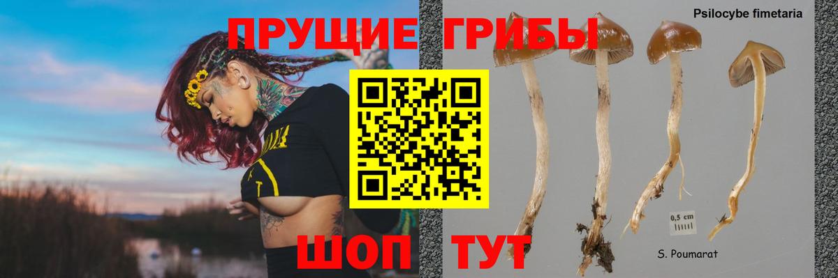 Псилоцибиновые грибы GOLDEN TEACHER Луга